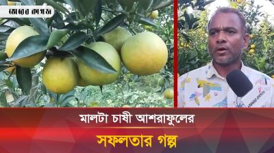 মালটা চাষে স্বাবলম্বী আশরাফুল